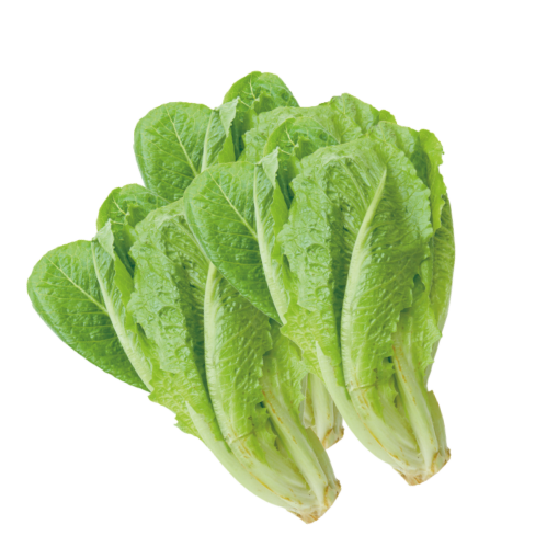 orto1a-lattuga-romana-kg.png orto1a-lattuga-romana-kg.png